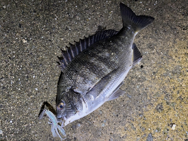 クロダイ
