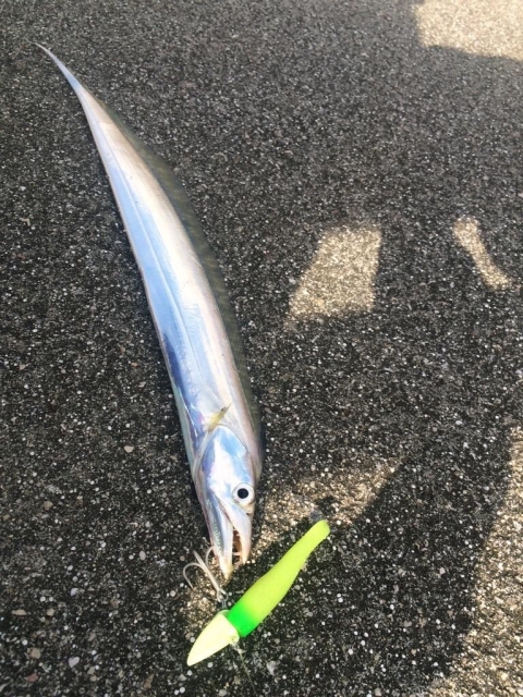 タチウオ